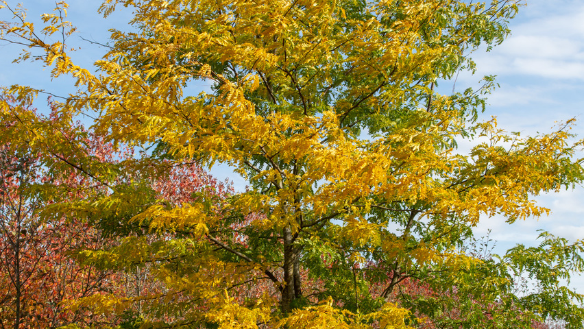 Gleditsia triacanthos f. inermis multi-stem umbrella