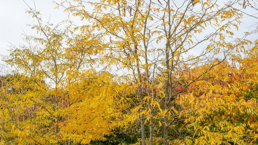 Gleditsia triacanthos f. inermis multi-stem umbrella
