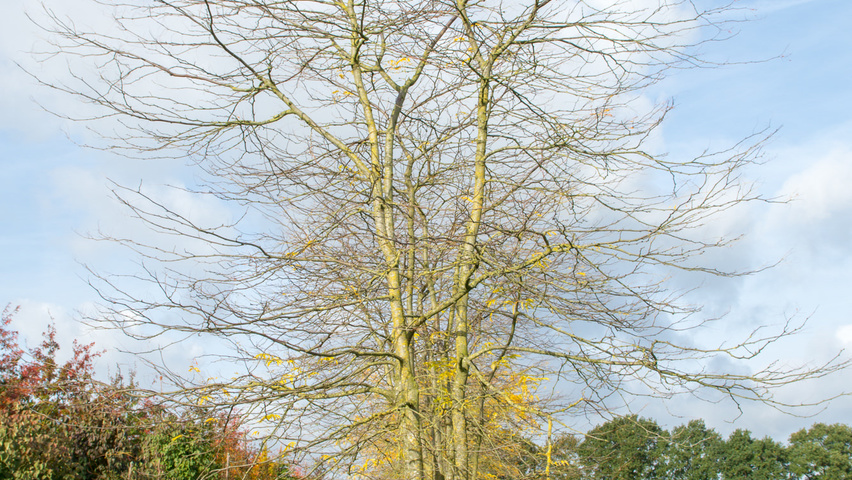 Gleditsia triacanthos f. inermis multi-stem umbrella