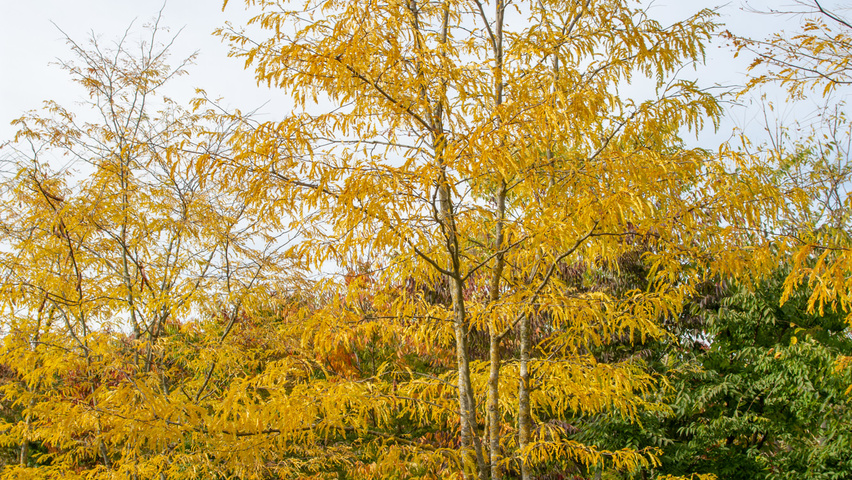 Gleditsia triacanthos f. inermis multi-stem umbrella