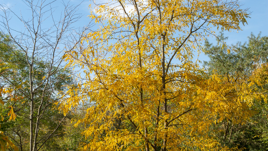 Gleditsia triacanthos f. inermis multi-stem umbrella