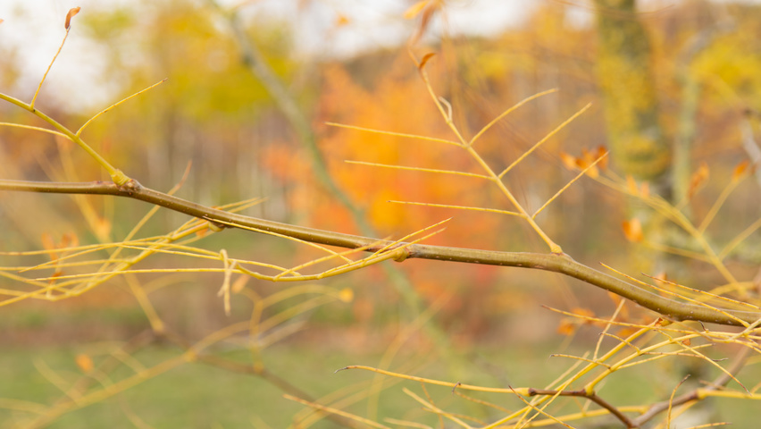 Gleditsia triacanthos f. inermis twigs
