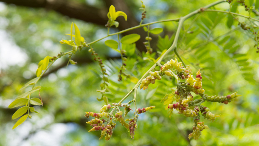 Gleditsia triacanthos flowers
