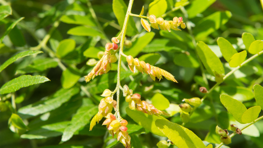 Gleditsia triacanthos flowers