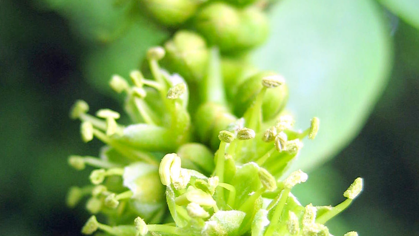Gleditsia triacanthos flowers