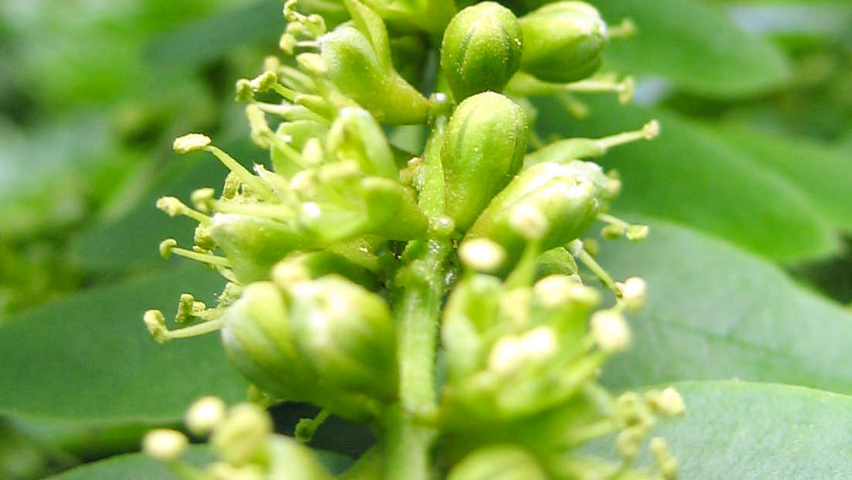 Gleditsia triacanthos flowers