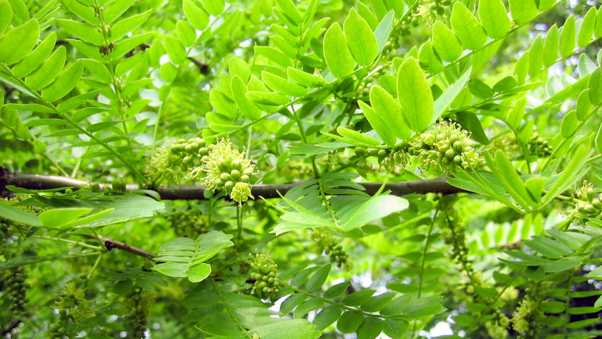 Gleditsia triacanthos flowers