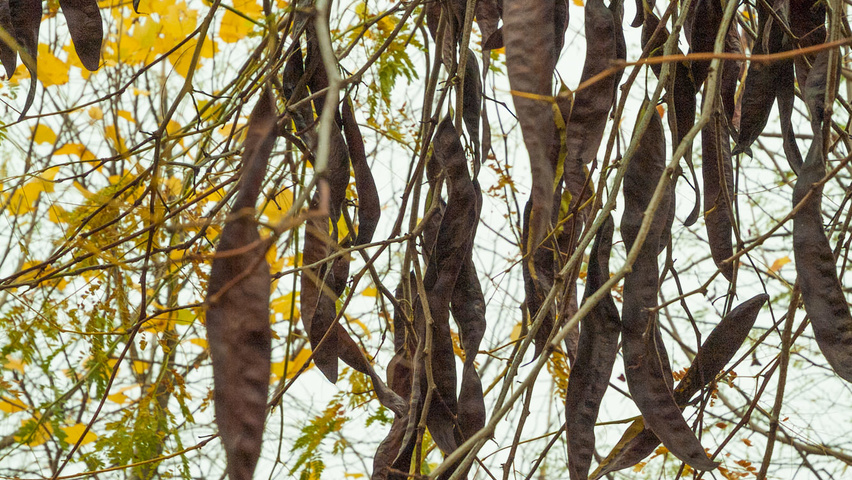 Gleditsia triacanthos fruits