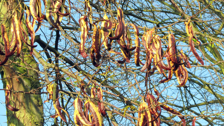 Gleditsia triacanthos fruits