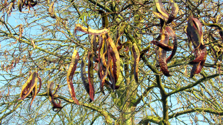 Gleditsia triacanthos fruits