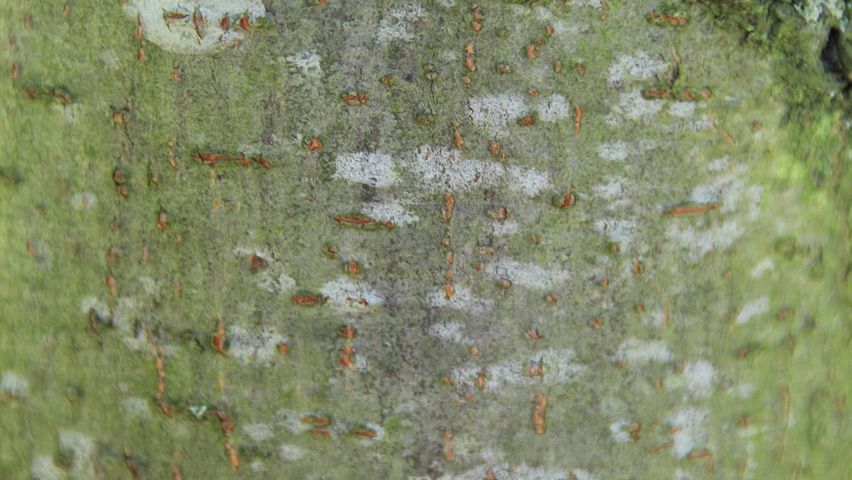 Gleditsia triacanthos 'Green Glory' Rinden