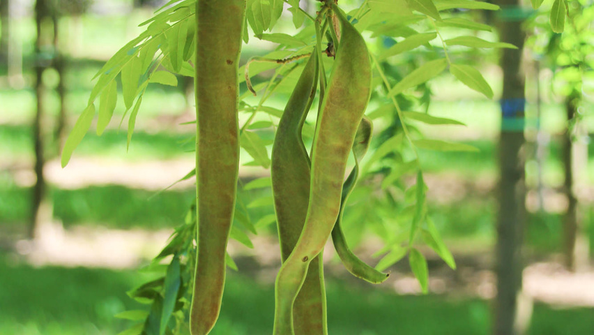 Gleditsia triacanthos 'Green Glory' Frucht