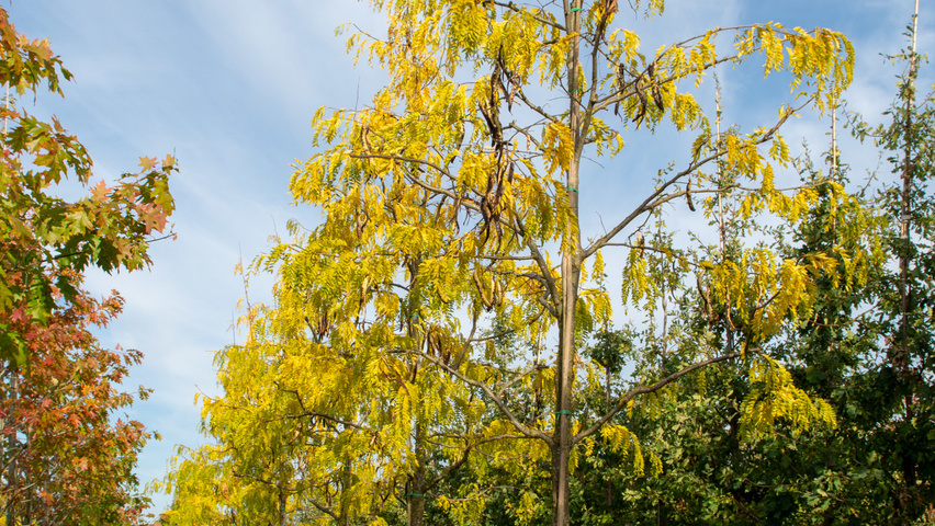 Gleditsia triacanthos 'Green Glory' hochstämmig