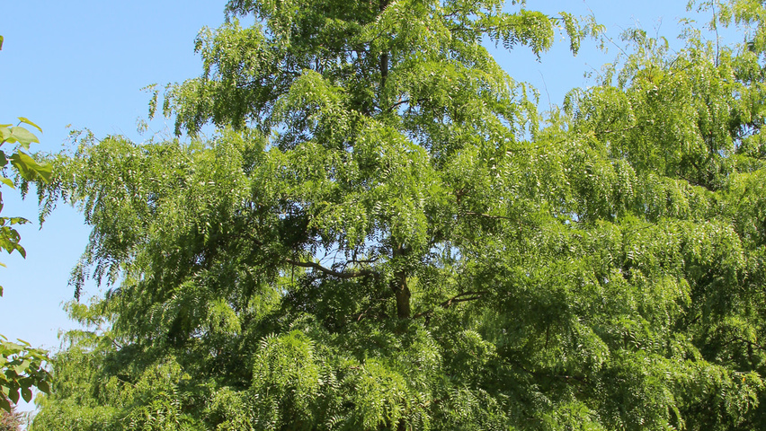 Gleditsia triacanthos 'Green Glory' hochstämmig