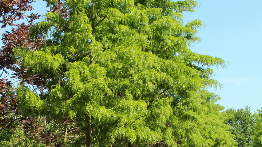 Gleditsia triacanthos 'Green Glory' hochstämmig