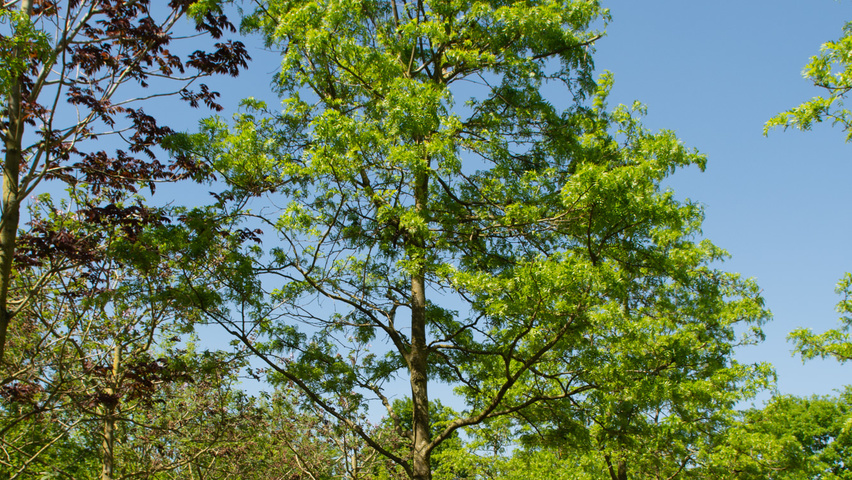 Gleditsia triacanthos 'Green Glory' hochstämmig