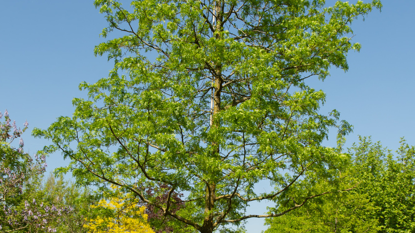 Gleditsia triacanthos 'Green Glory' hochstämmig