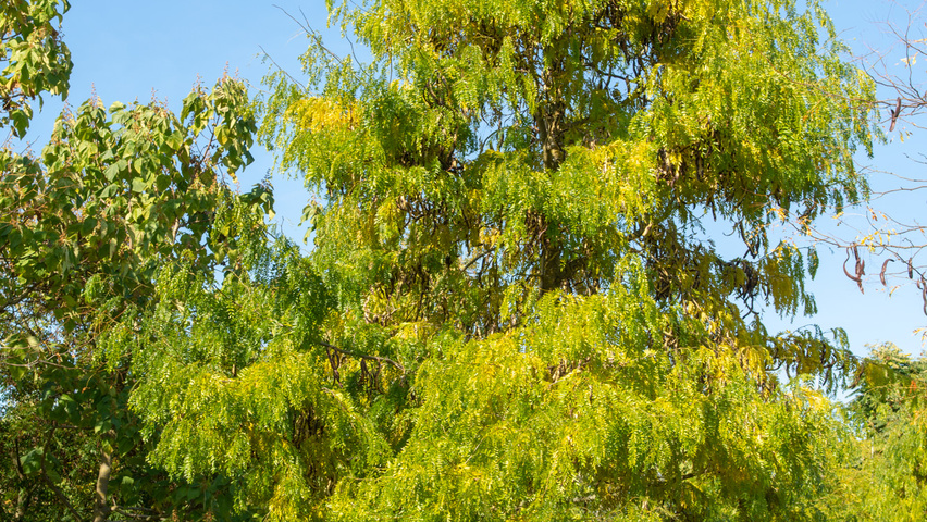 Gleditsia triacanthos 'Green Glory' hochstämmig