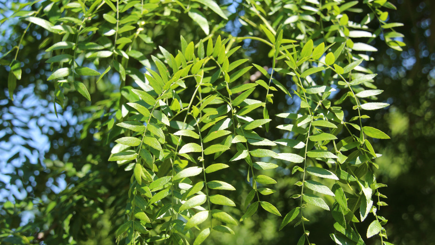 Gleditsia triacanthos 'Green Glory' Blatt