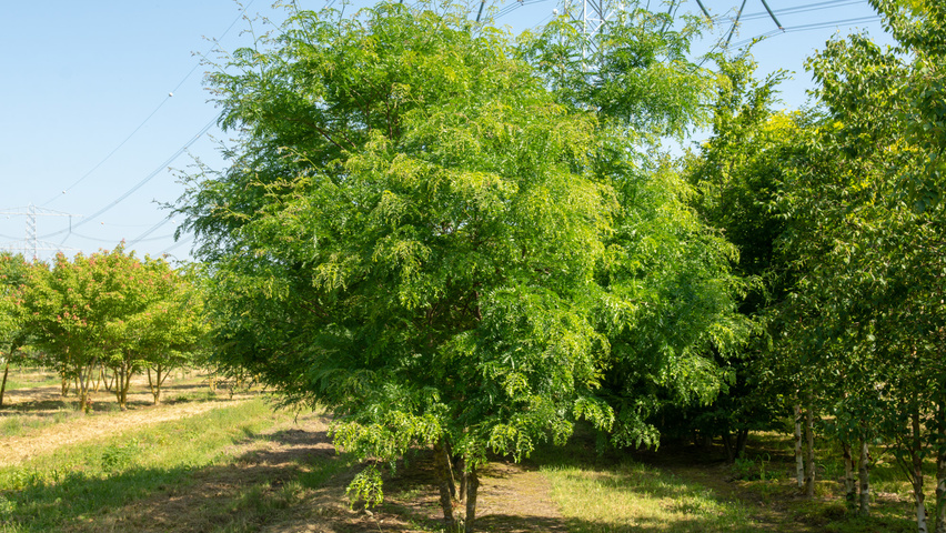 Gleditsia triacanthos 'Green Glory' mehrstämmige