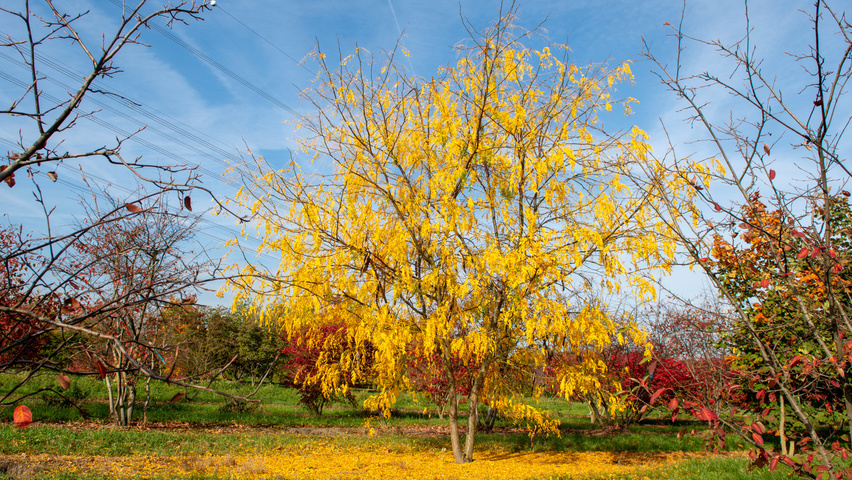 Gleditsia triacanthos 'Green Glory' mehrstämmige