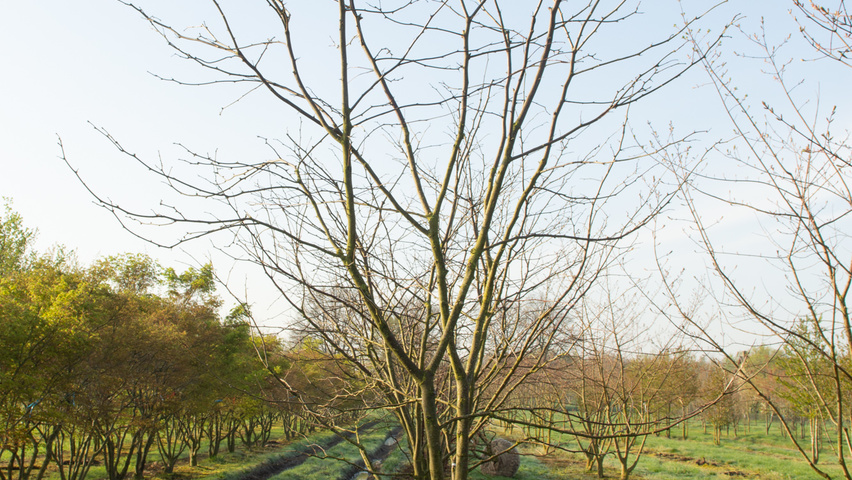 Gleditsia triacanthos 'Green Glory' mehrstämmige Schirmform