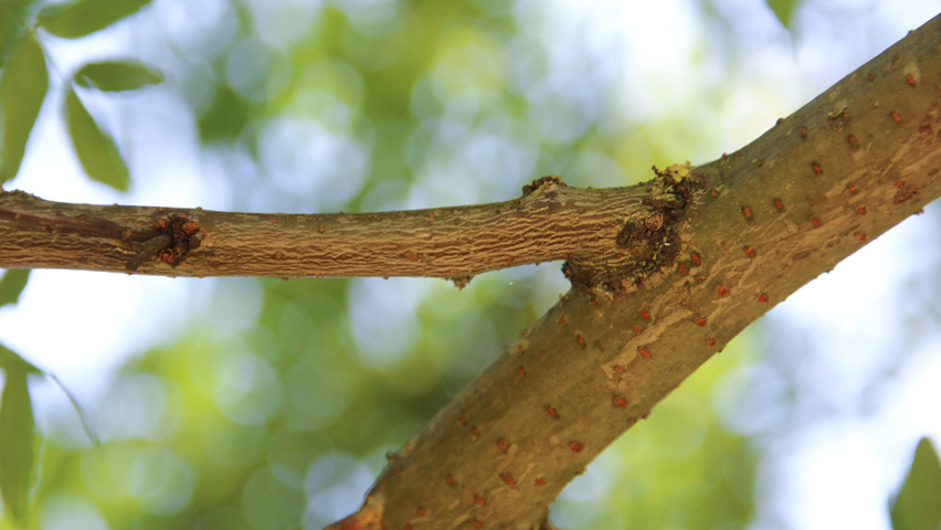 Gleditsia triacanthos 'Green Glory' Zweige