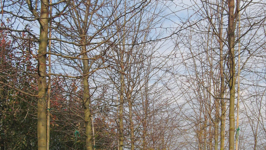 Gleditsia triacanthos standard tree