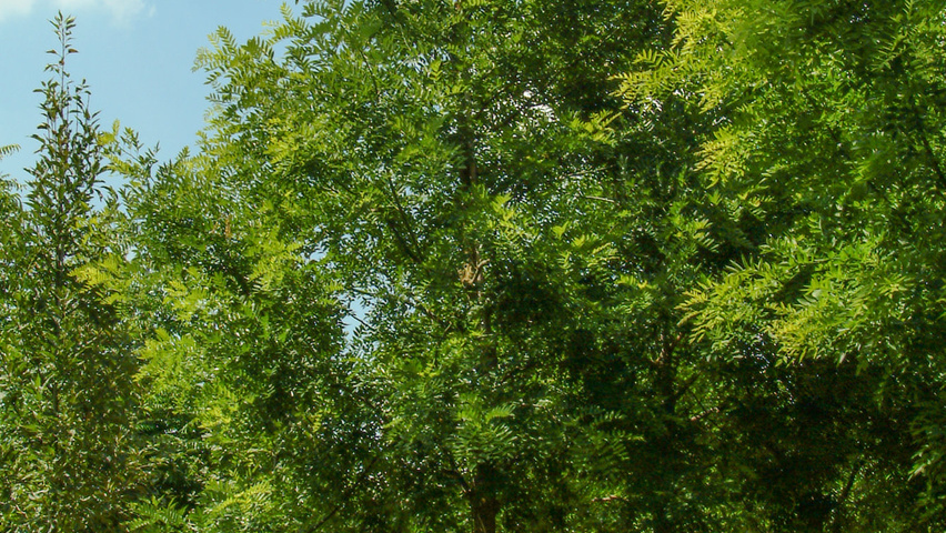 Gleditsia triacanthos standard tree