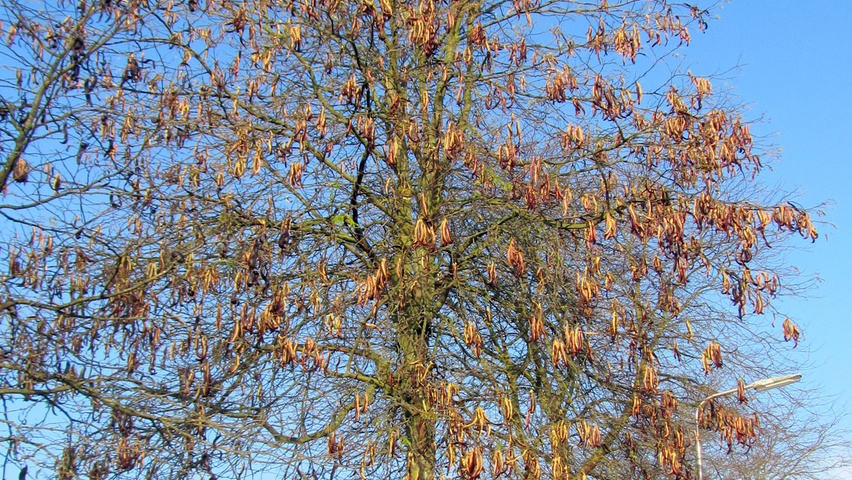 Gleditsia triacanthos standard tree