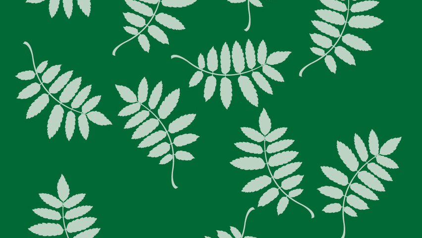 Gleditsia triacanthos 'Imperial' leaves