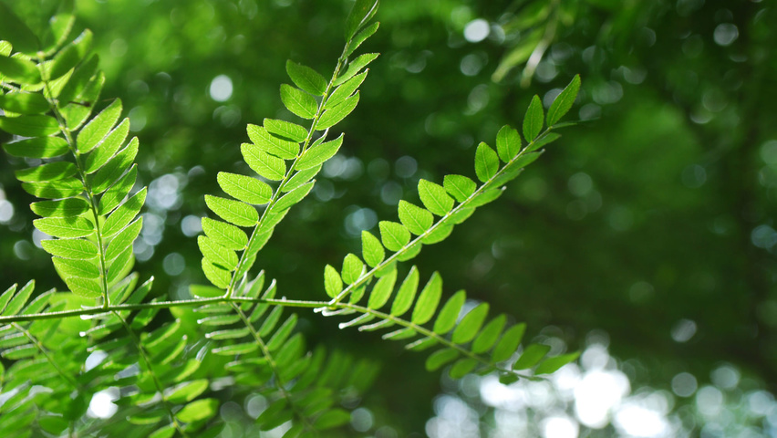 Gleditsia triacanthos leaves
