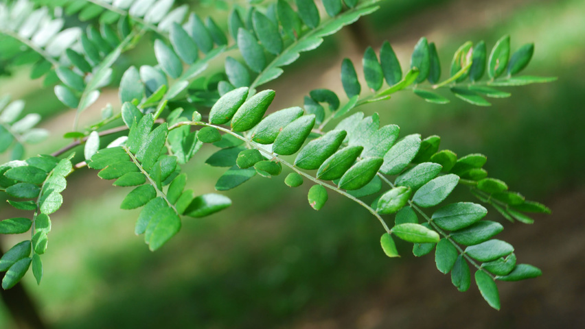 Gleditsia triacanthos leaves