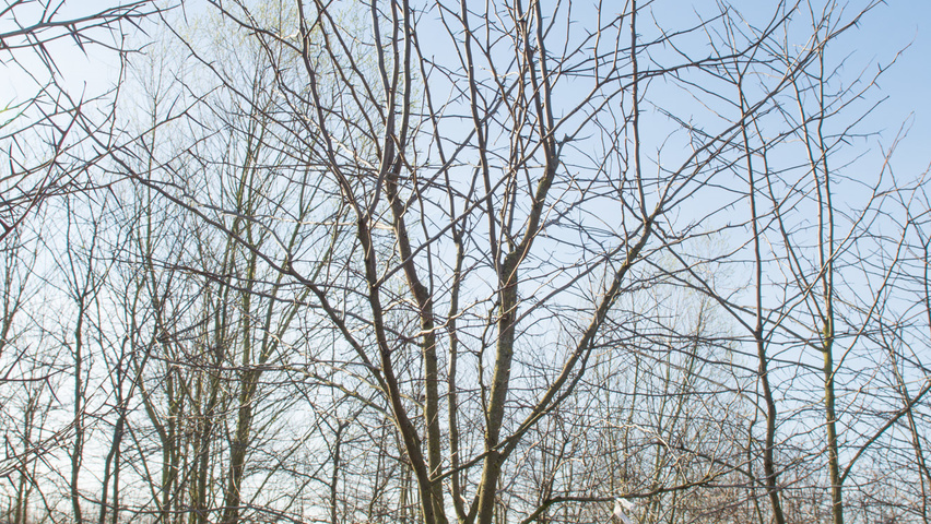 Gleditsia triacanthos multi-stem umbrella