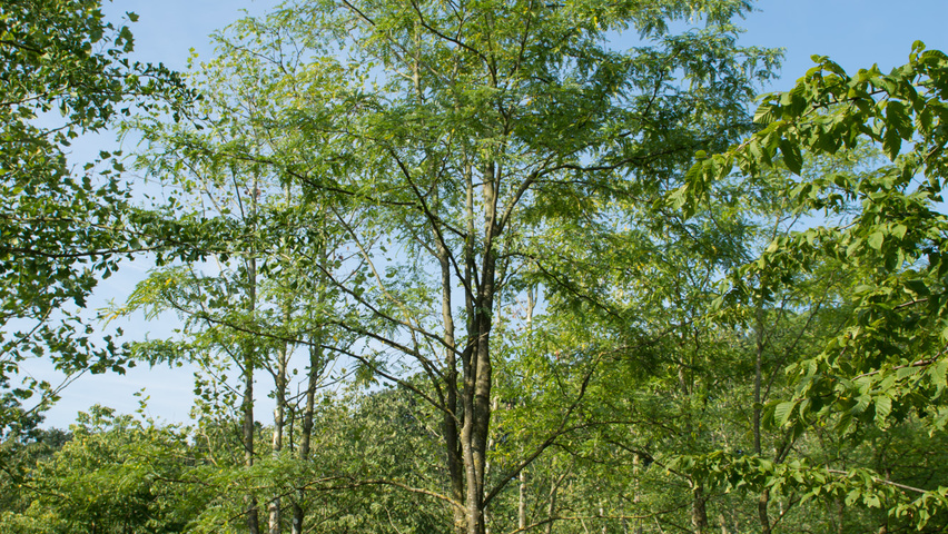 Gleditsia triacanthos multi-stem umbrella