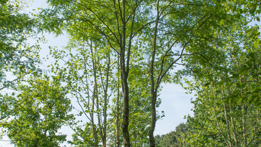 Gleditsia triacanthos multi-stem umbrella