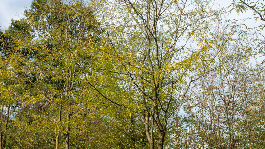 Gleditsia triacanthos multi-stem umbrella