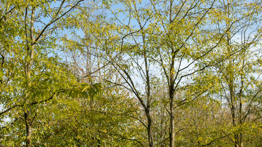 Gleditsia triacanthos multi-stem umbrella