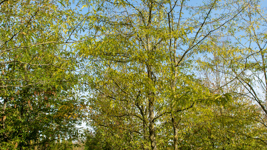 Gleditsia triacanthos multi-stem umbrella