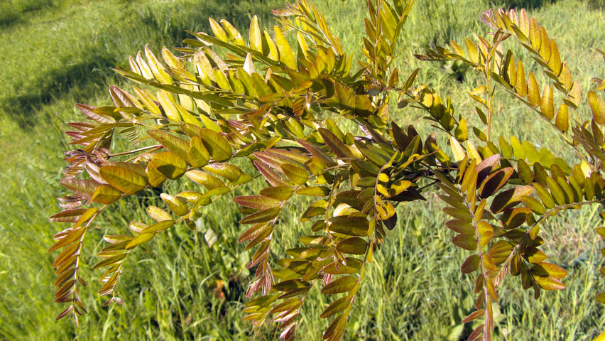 Gleditsia triacanthos 'Rubylace' листья