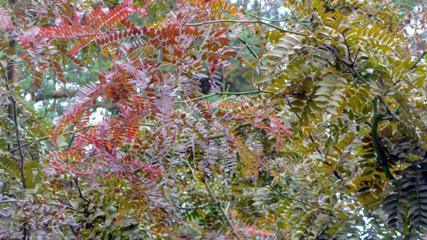 Gleditsia triacanthos 'Rubylace' листья