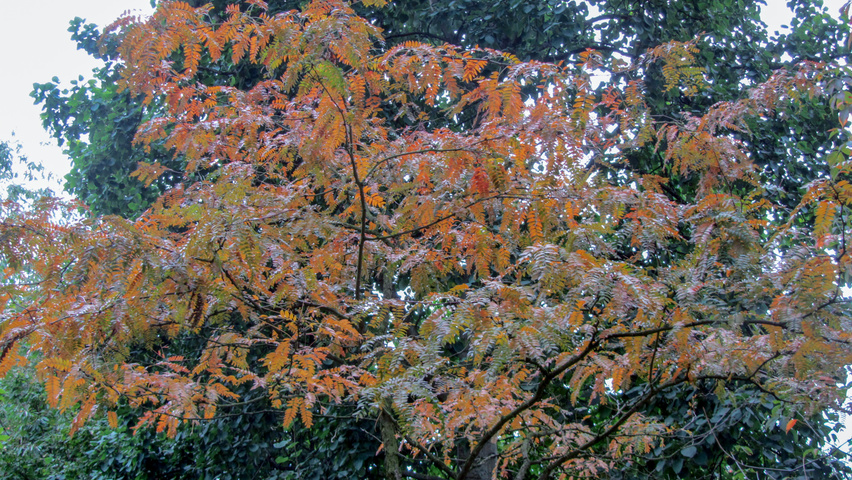 Gleditsia triacanthos 'Rubylace' листья
