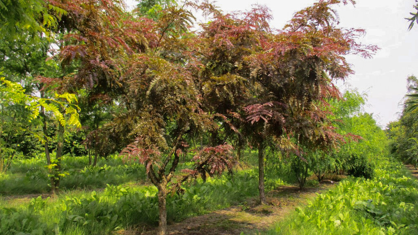 Gleditsia triacanthos 'Rubylace' Кустарники-солитеры