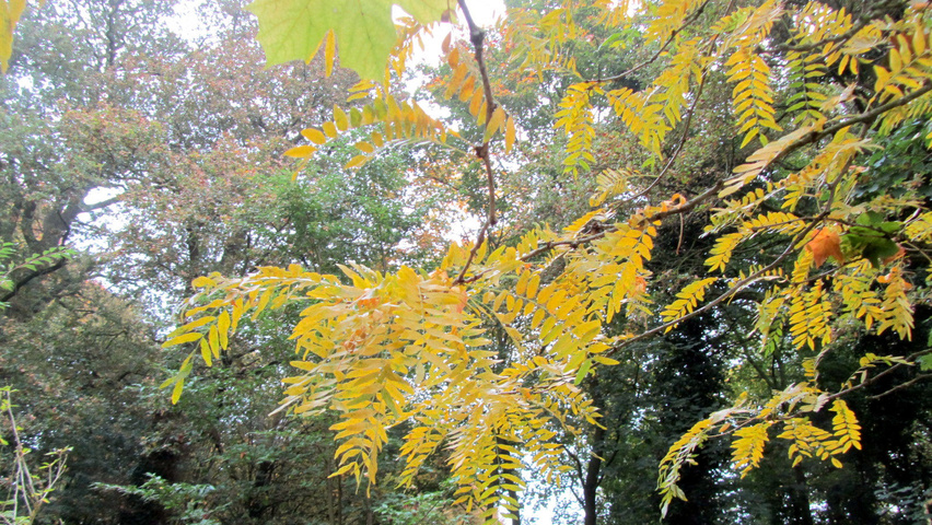 Gleditsia triacanthos 'Shademaster' herfstblad
