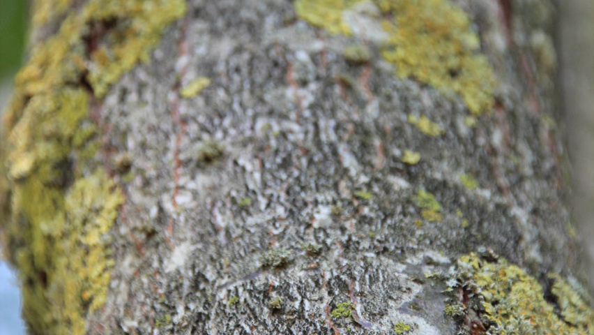 Gleditsia triacanthos 'Shademaster' bast
