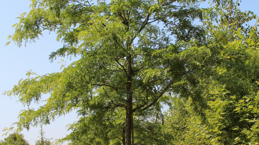 Gleditsia triacanthos 'Shademaster' hoogstam
