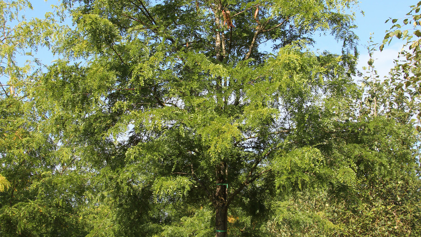 Gleditsia triacanthos 'Shademaster' hoogstam