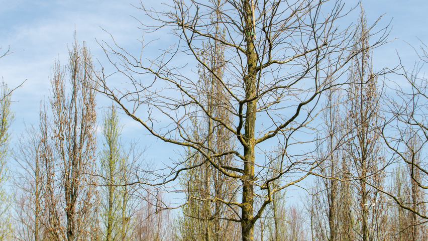 Gleditsia triacanthos 'Shademaster' hoogstam