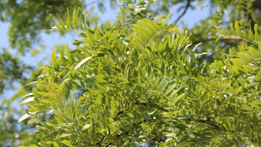 Gleditsia triacanthos 'Shademaster' blad