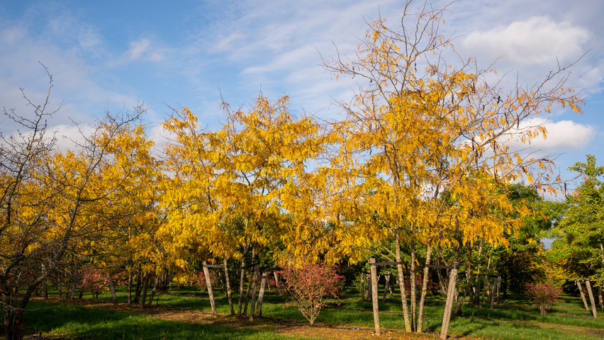 Gleditsia triacanthos 'Shademaster' meerstammig